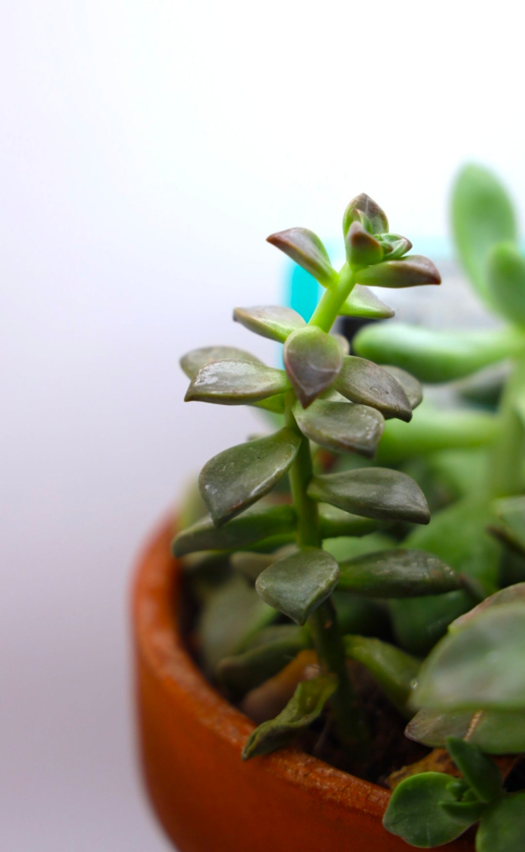 Lucy's Succulent Mix