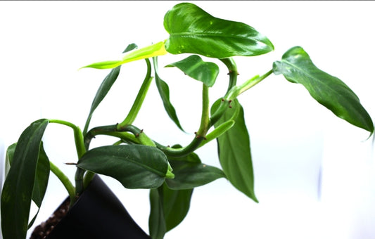 Philodendron Imperial Green