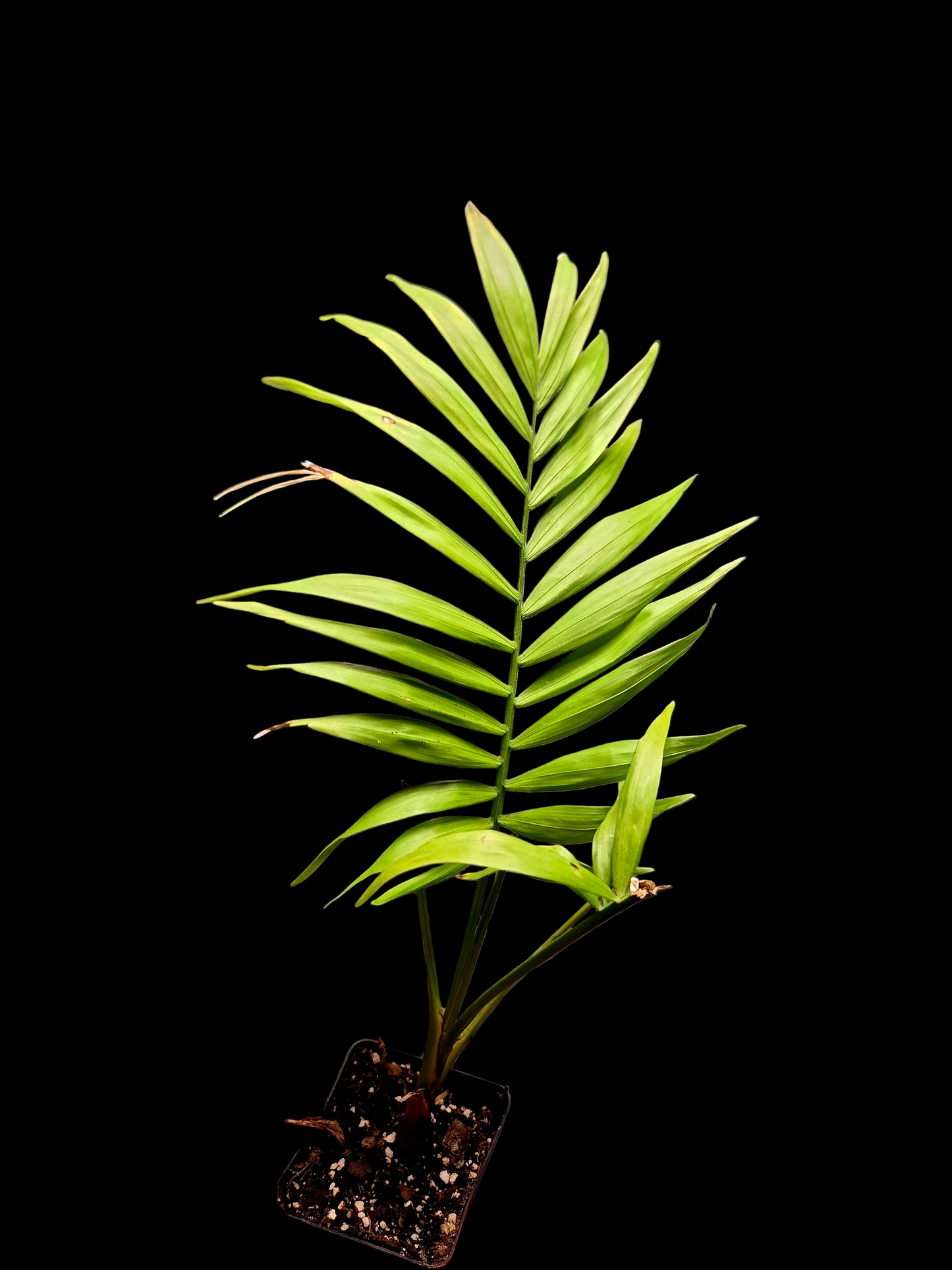 Small Majesty Palm 2"