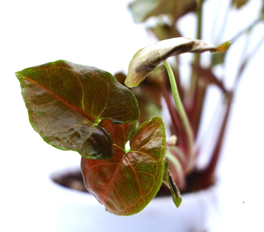 Syngonium Maria Allusion