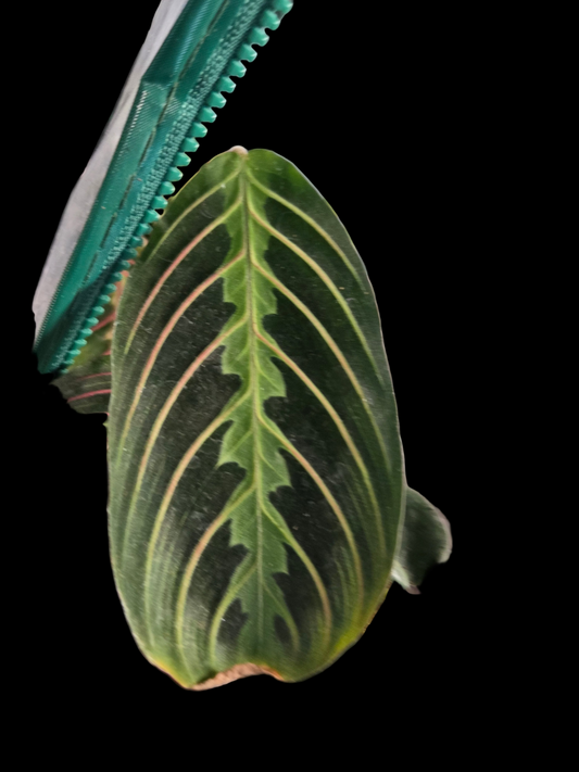 Red Maranta 2"