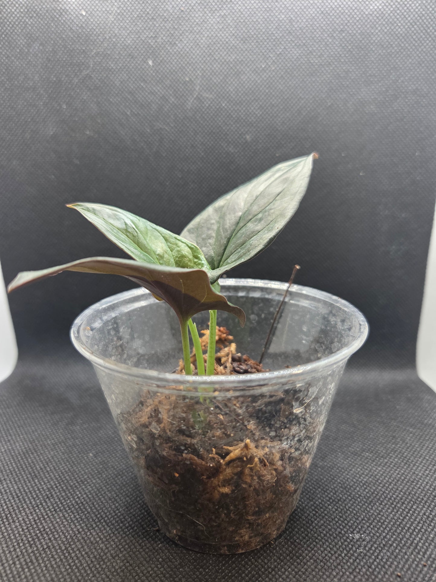 Syngonium Red Arrow