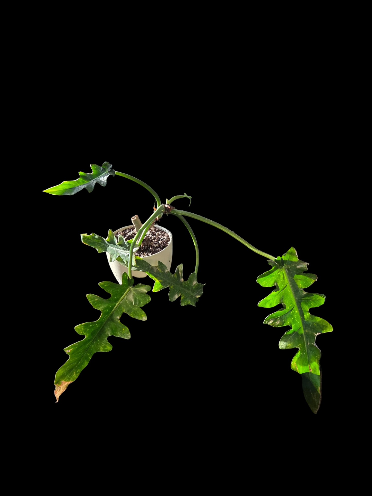 Philodendron Bob Cee Start