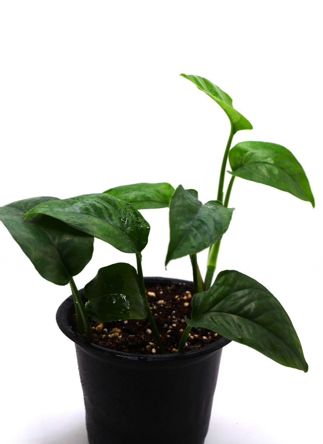 Epipremnum Pinnatum 'Baltic Blue'