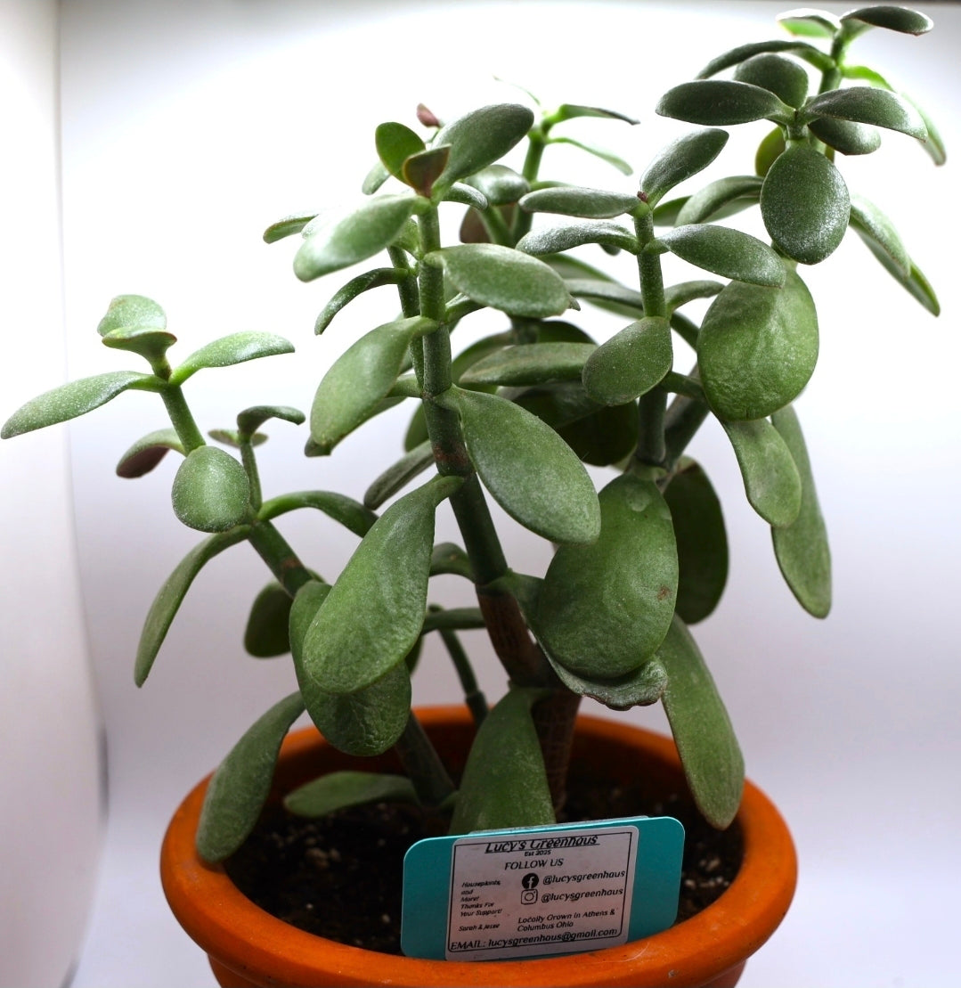 Jade Plant