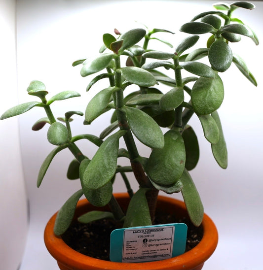 Jade Plant