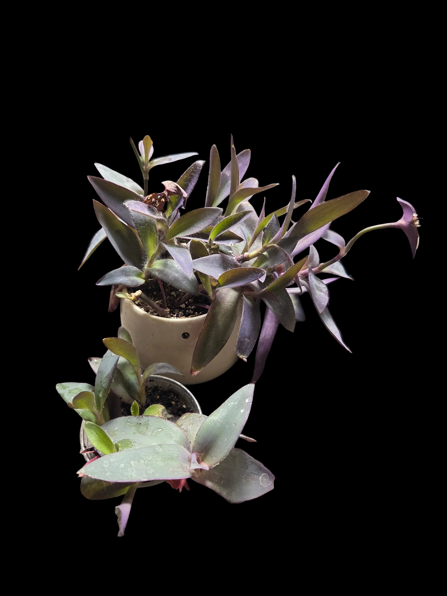 Tradescantia pallida 'Purple Heart'