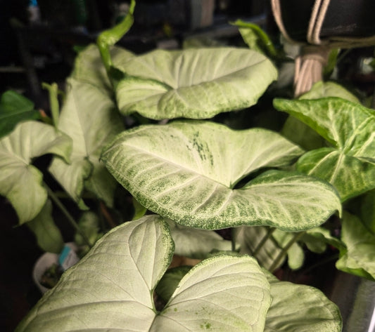 Syngonium White Butterfly