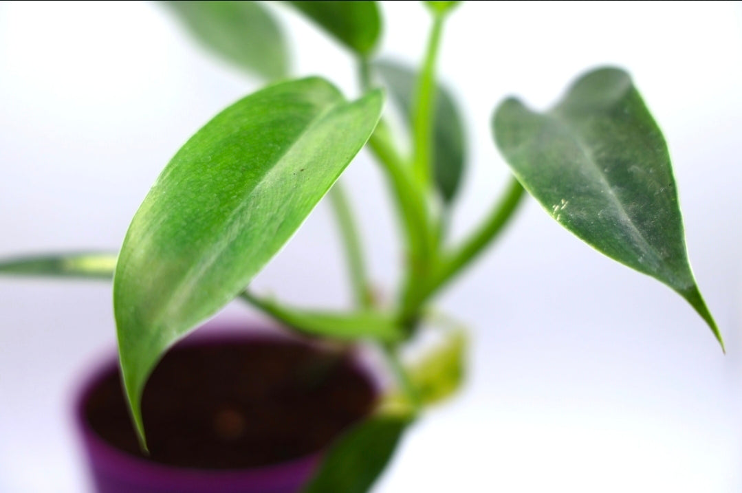 Philodendron Sp (Long Narrow Leaves)