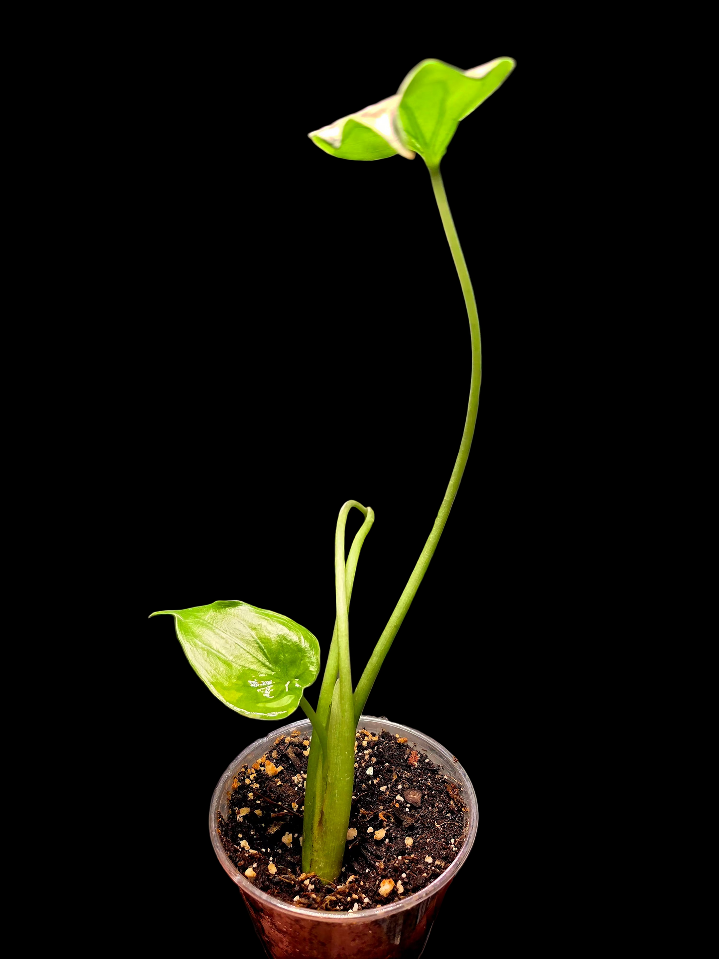 Alocasia Cucullata Budda Palm