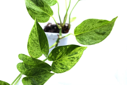 Epipremnum Aureum 'Marble Queen'