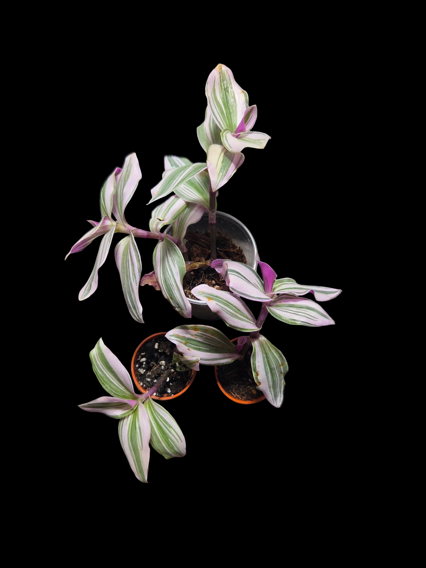 Tradescantia Nanouk