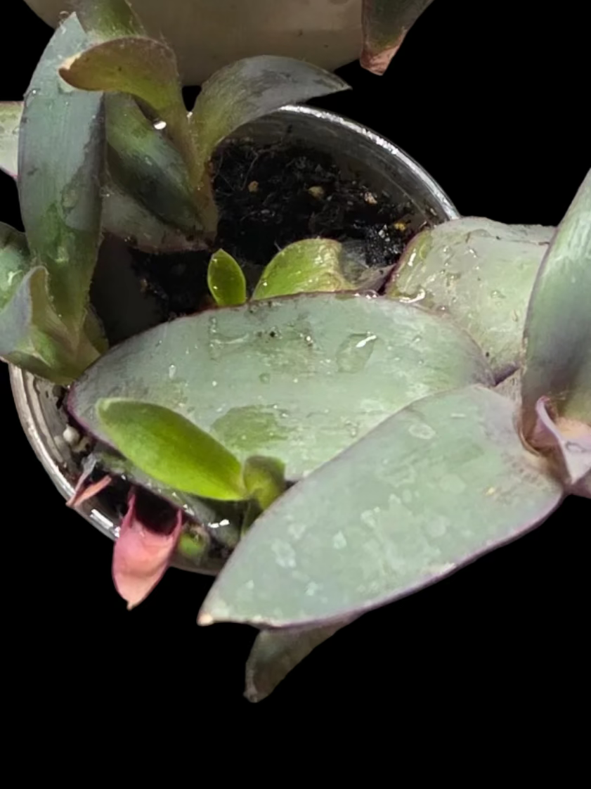 Tradescantia pallida 'Purple Heart'