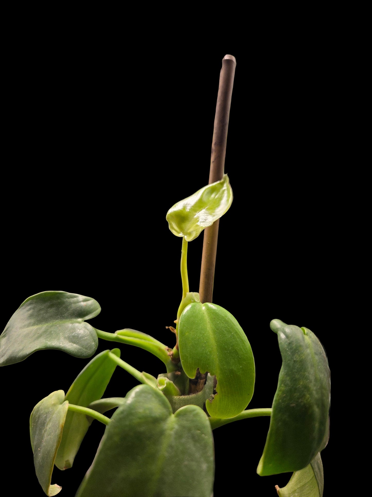 Philodendron Bipennifolium Aurea