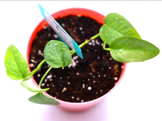 Cebu Blue (Epipremnum Pinnatum)
