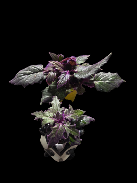 Purple Velvet/Passion Plant