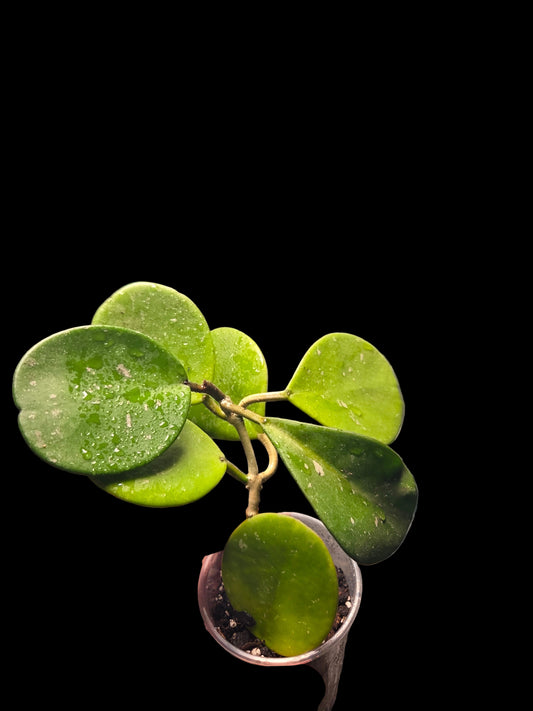 Hoya Obovata