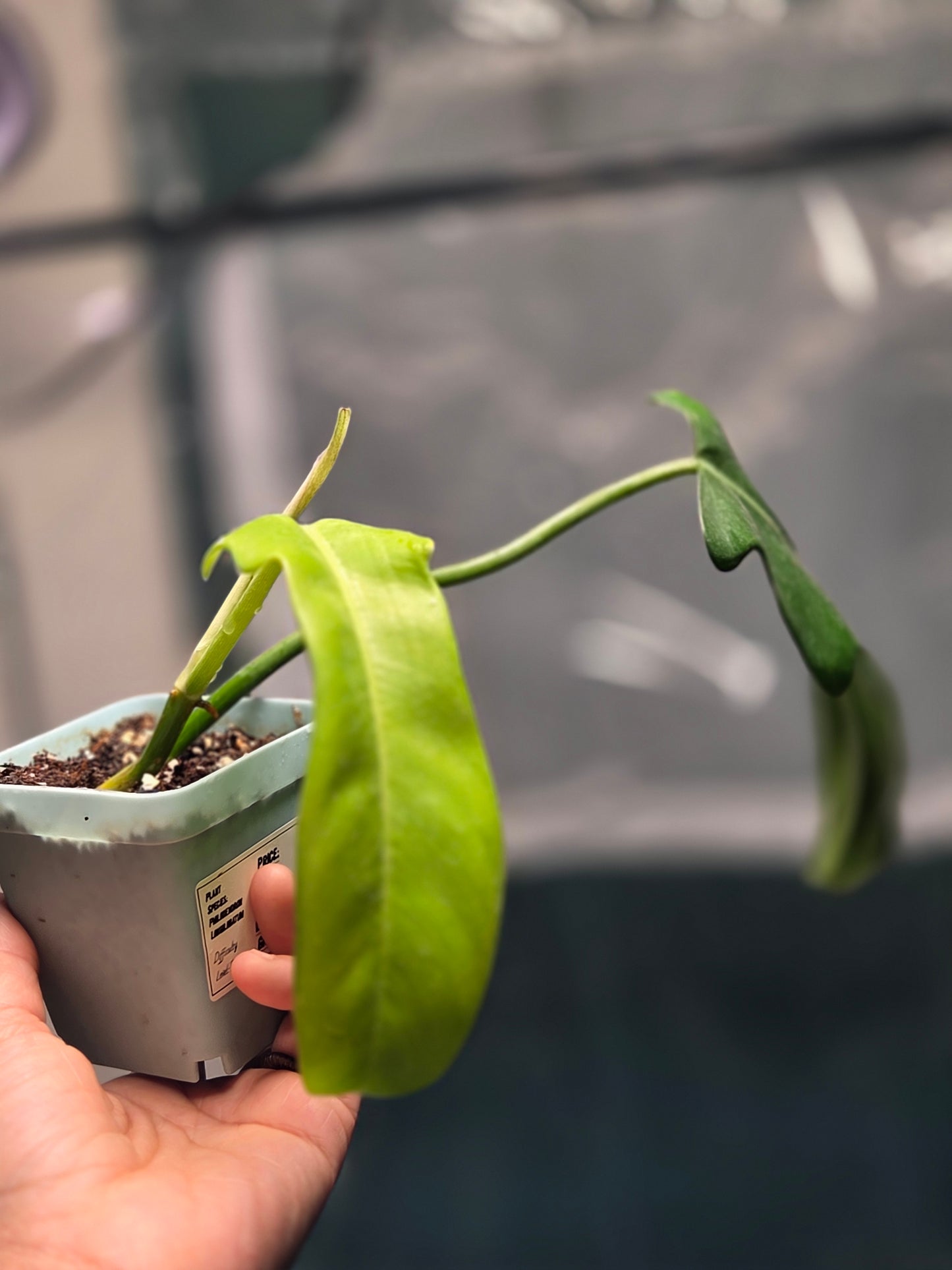 Philodendron Jerry Horne