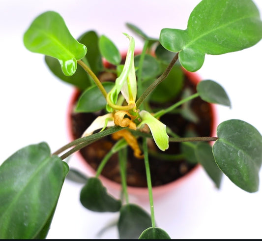 Philodendron Florida