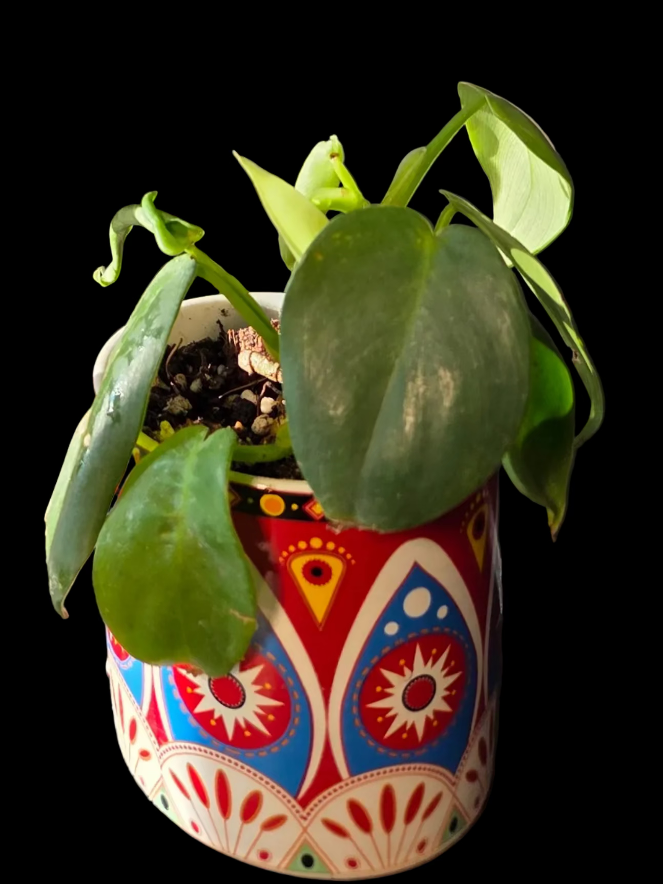 Filodendro Bipennifolium
