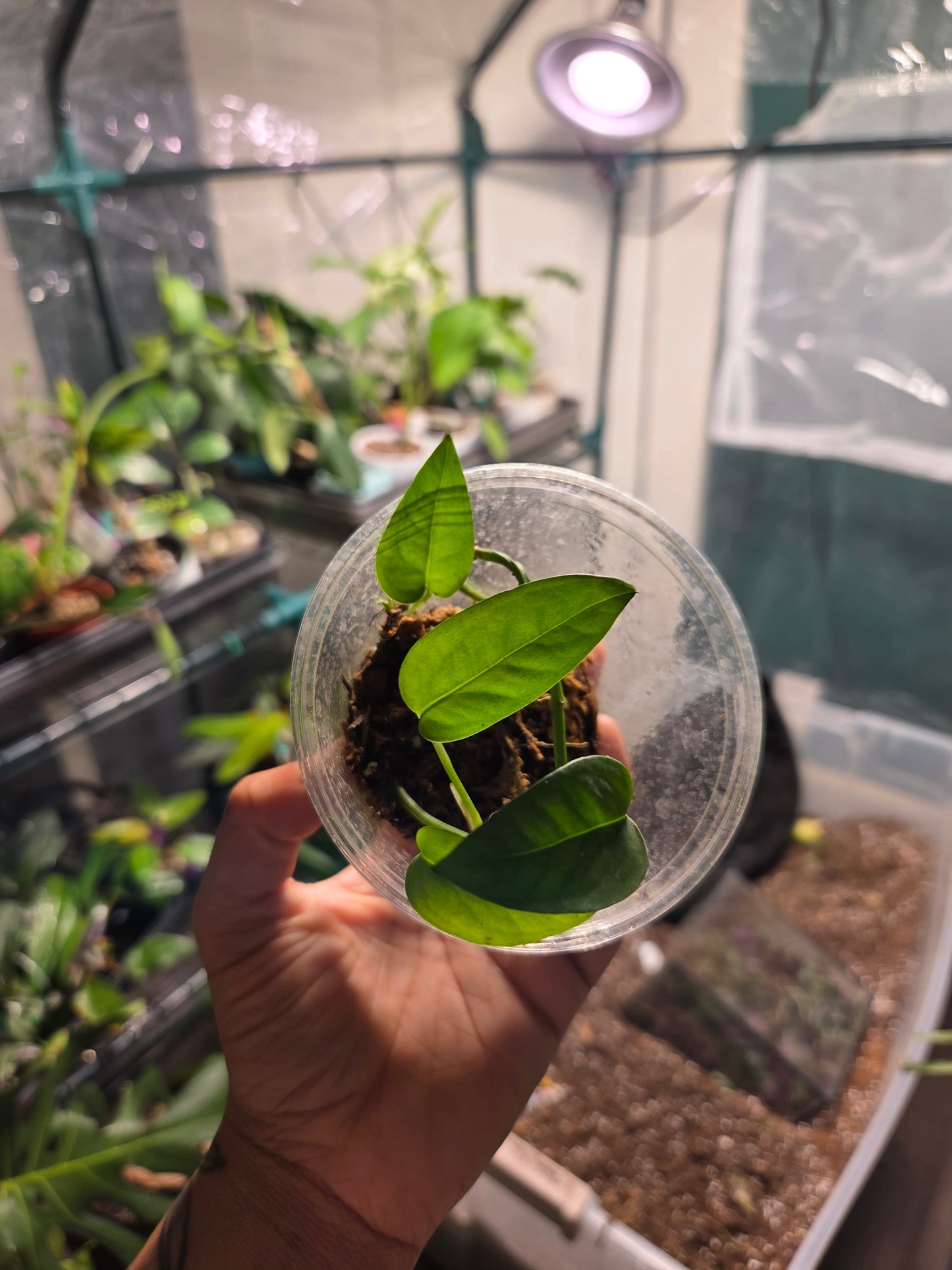 Cebu Blue (Epipremnum Pinnatum)