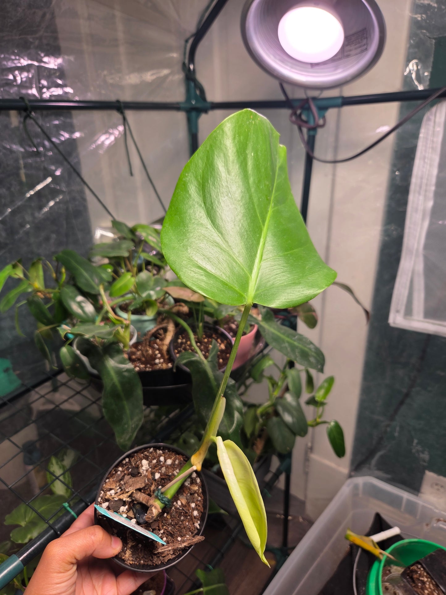 Monstera Albo (LOW Variegation/Reverted)