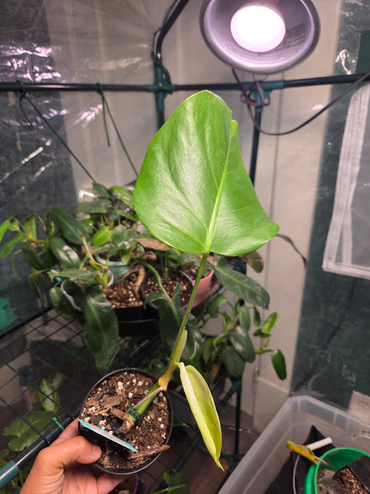 Monstera Albo (LOW Variegation/Reverted)