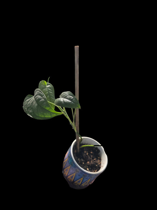 Monstera Sliptecana