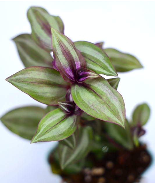 Tradescantia Zebrina 'Wandering Dude'
