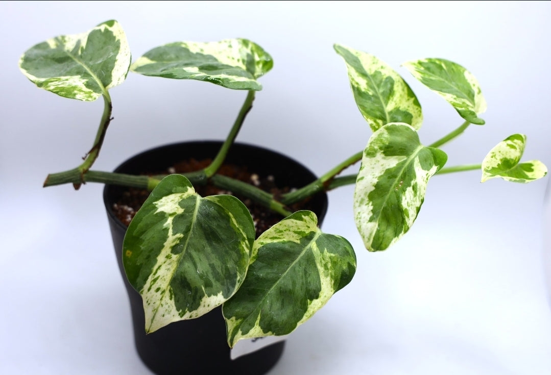 Epipremnum Pearls & Jade