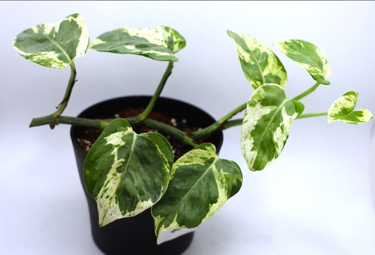 Epipremnum Pearls & Jade