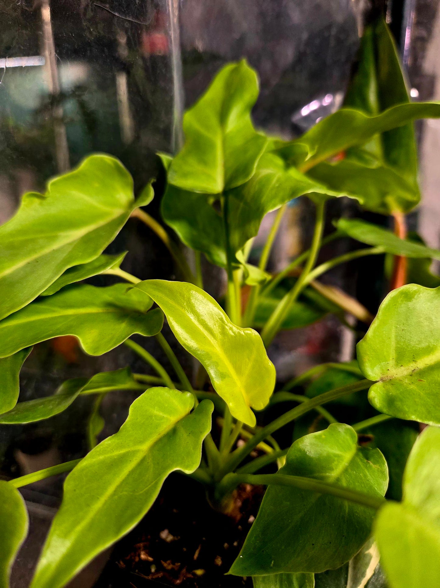 Philodendron Xanadu Varigated