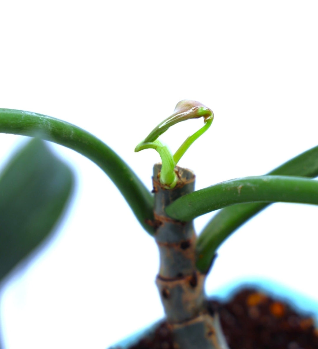 Philodendron Mexicanum