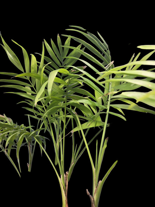 Small Majesty Palm 2"