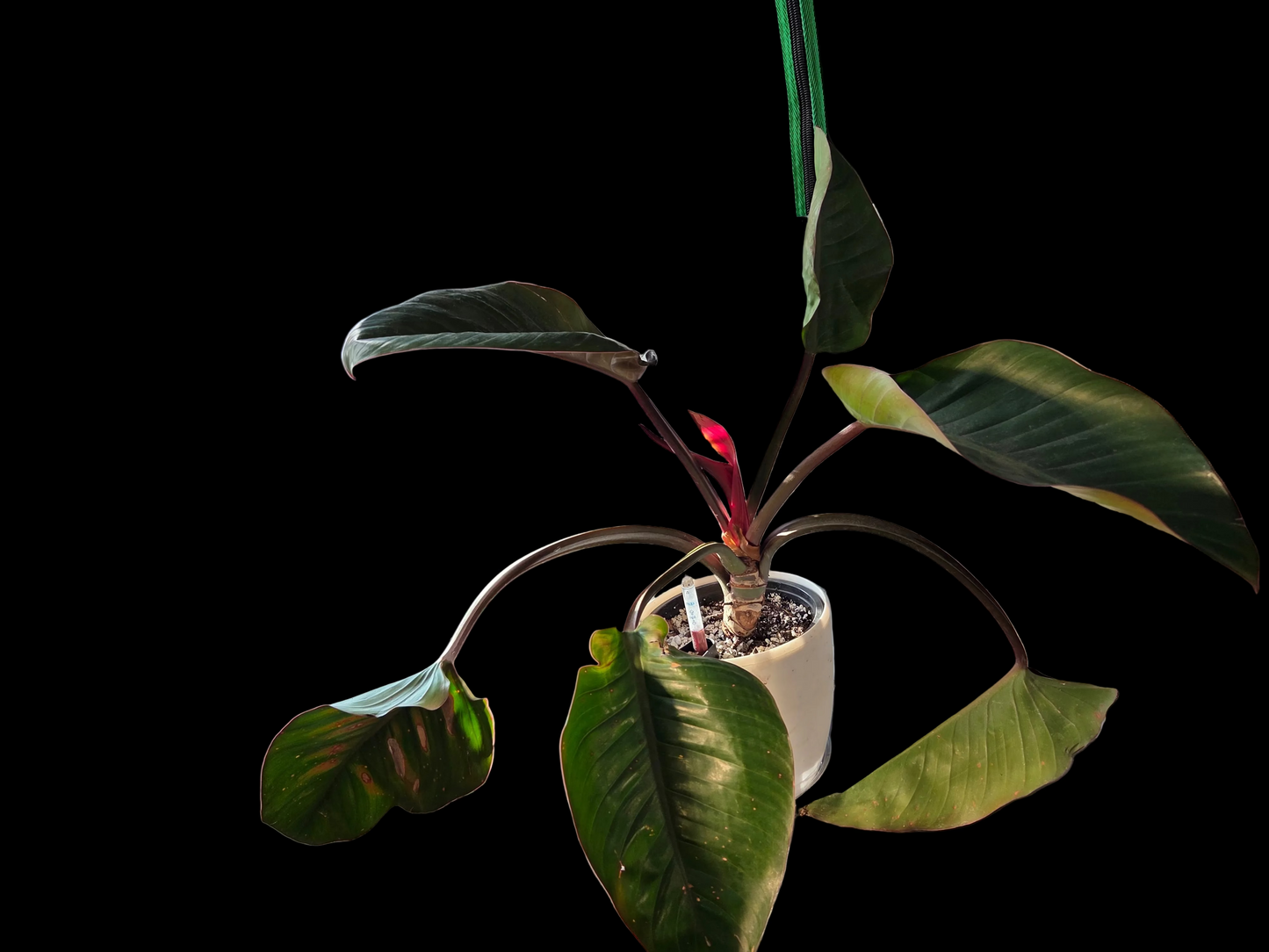 Philodendron Rojo Congo