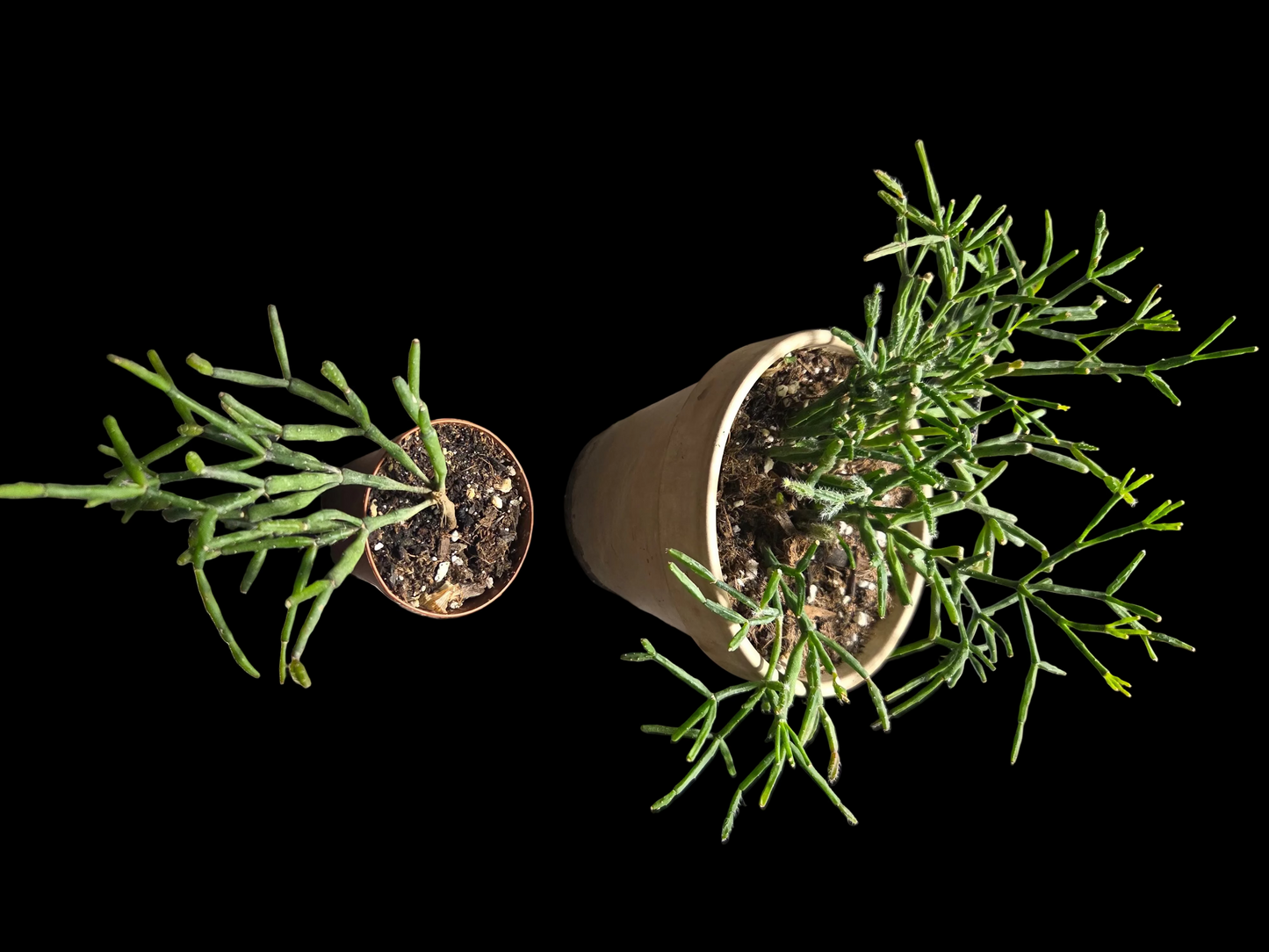 Mistletoe Cactus(Rhipsalis baccifera)