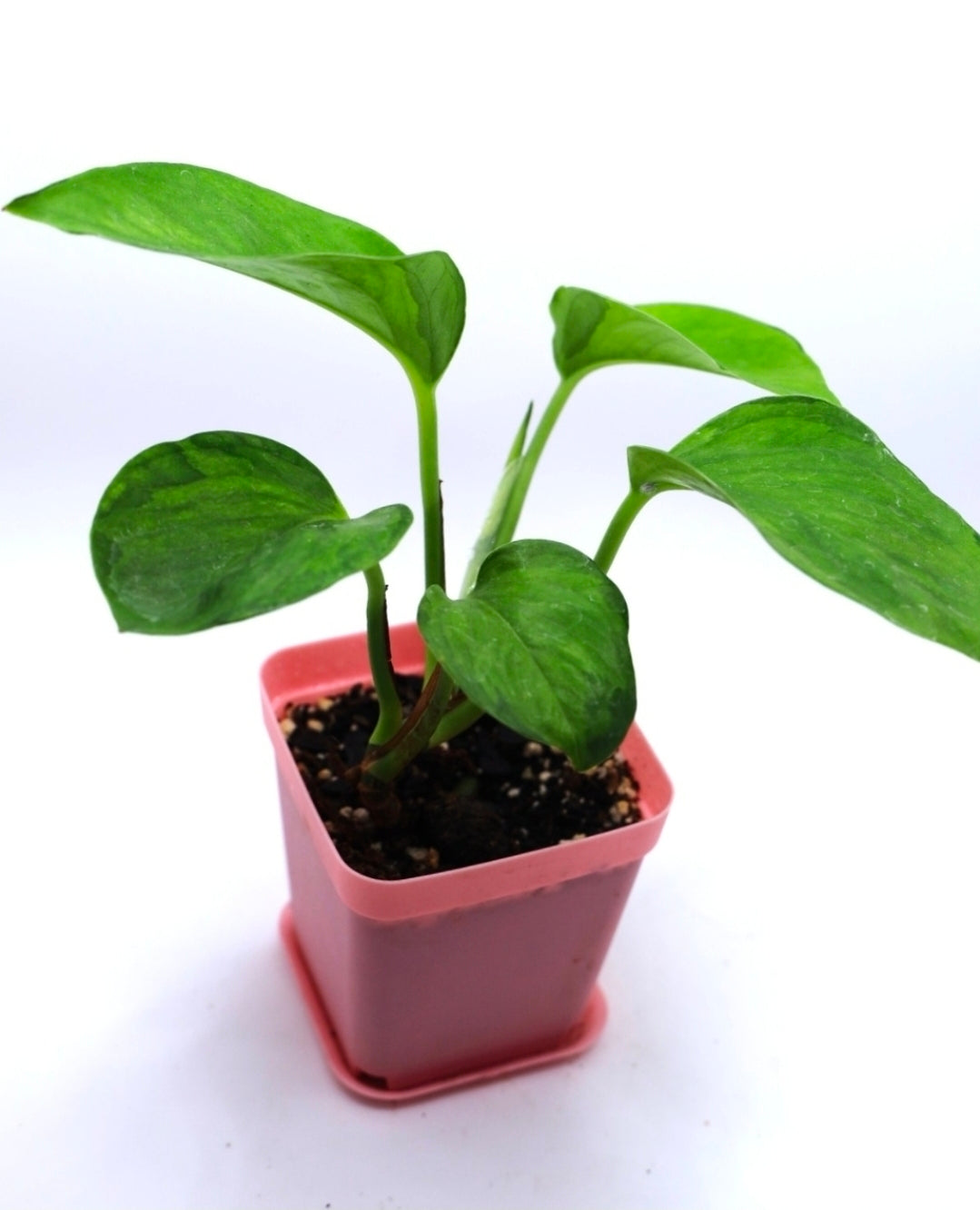 Epipremnum Global Green