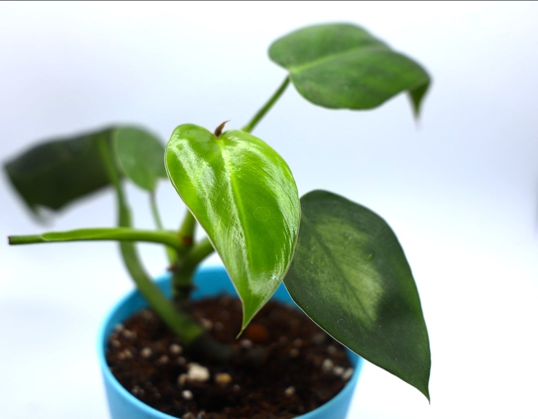 Philodendron Sp 'Rugosum Maybe'
