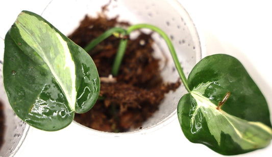 Philodendron Rio