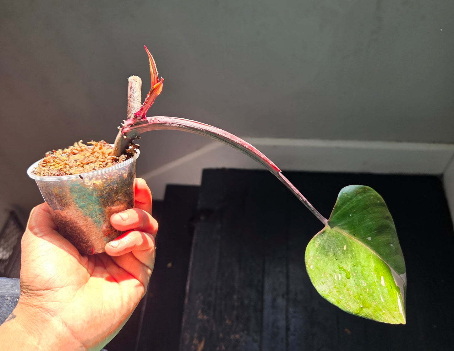 Philodendron Pink Princess