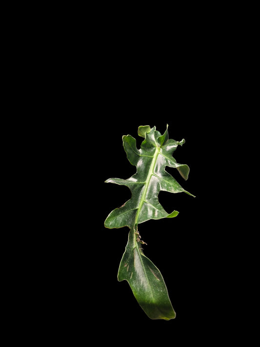 Philodendron Bob Cee