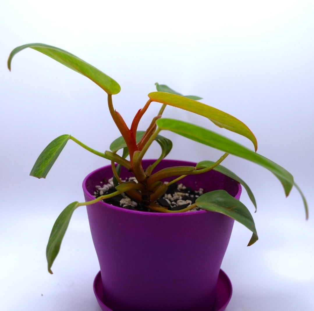 Philodendron Painted Lady