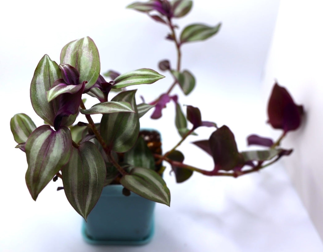 Tradescantia Zebrina 'Wandering Dude'