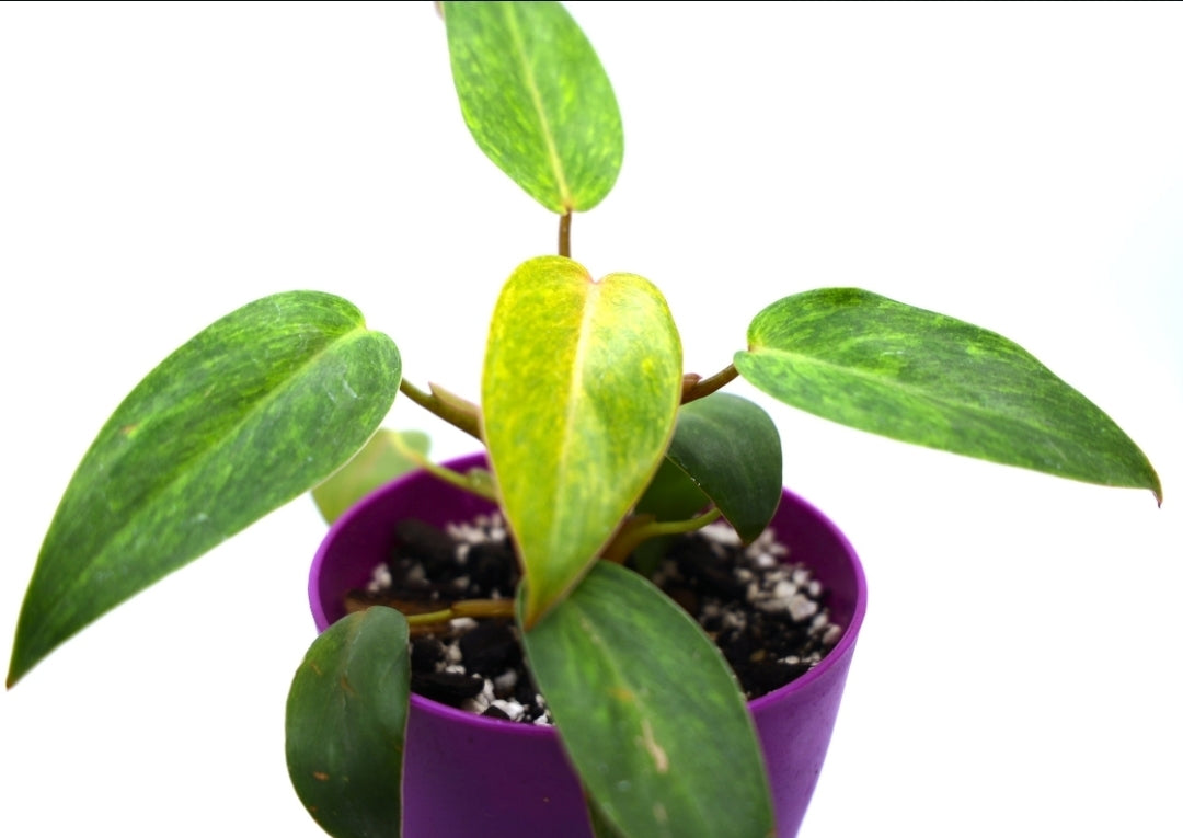 Philodendron Painted Lady