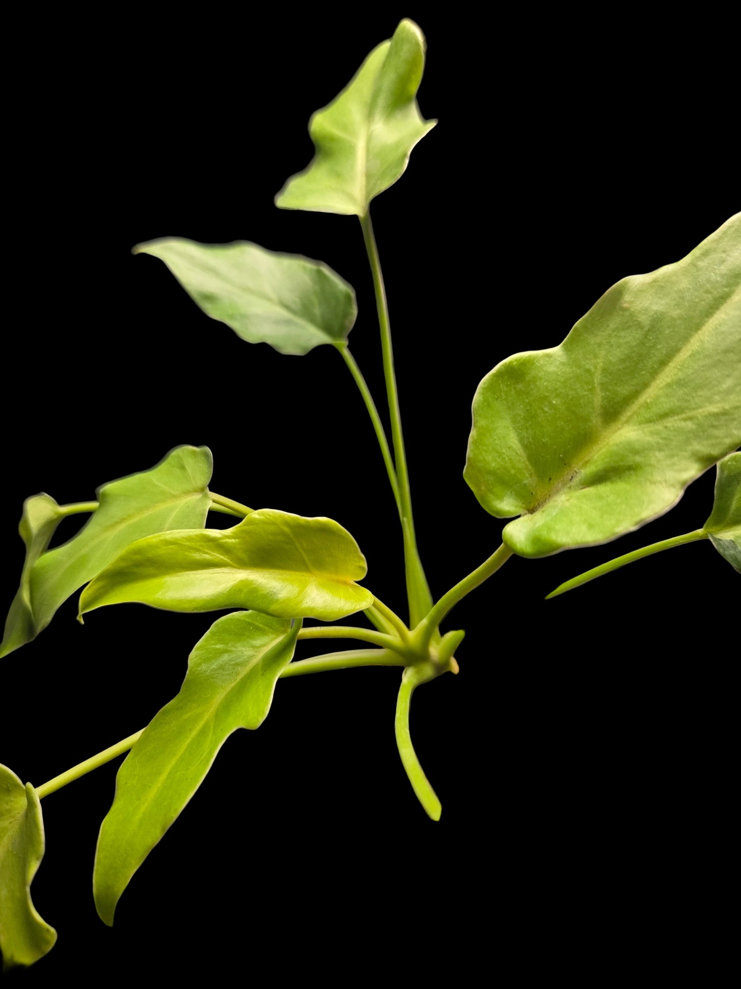 Philodendron Xanadu Varigated